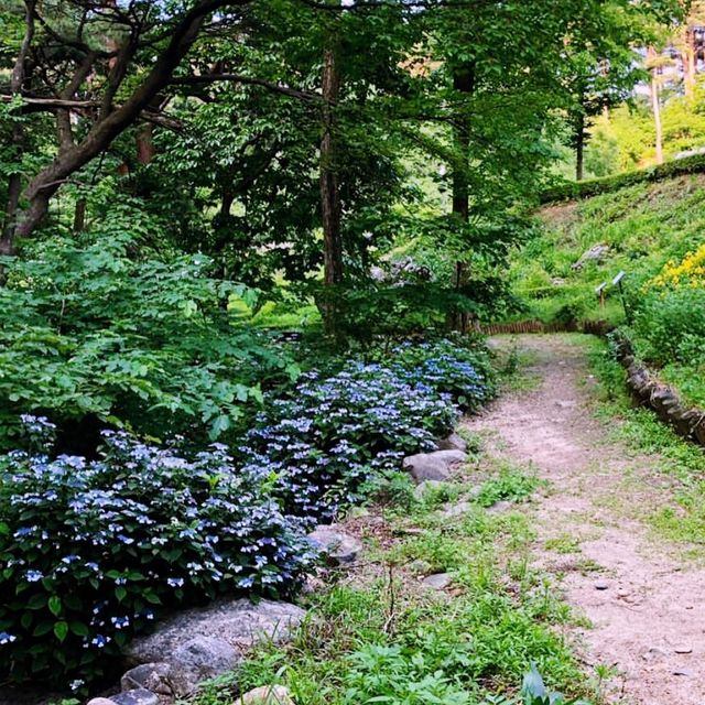 🍃 강릉 대관령의 초록초록한 공기가 담긴 대관령자연휴양림