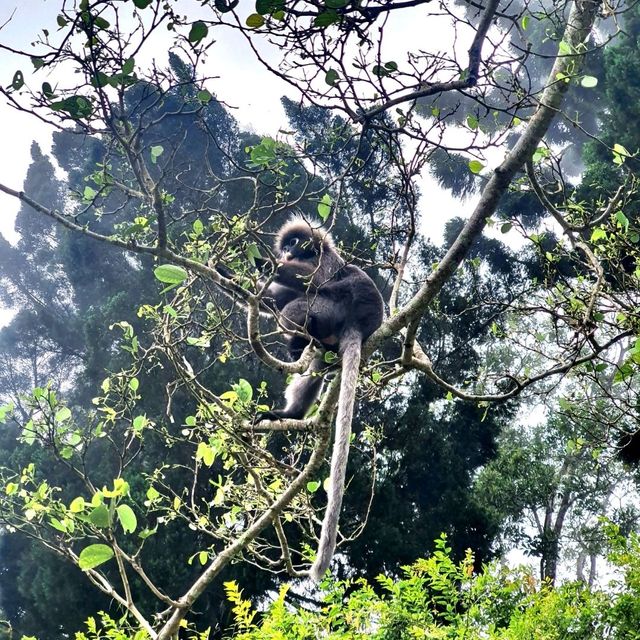 Sejuk2 at Penang Hill 