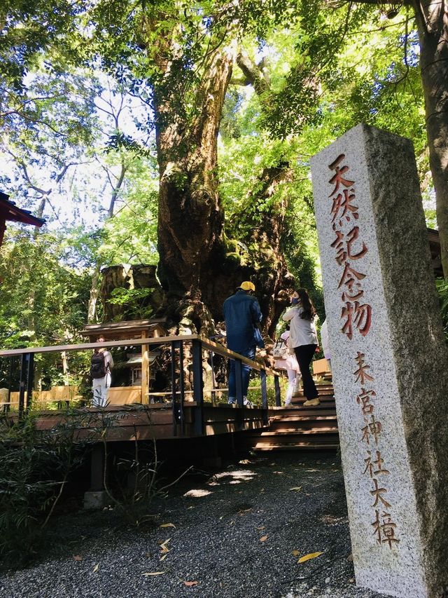 【静岡県/来宮神社】樹齢2100年の大楠が必見の神社