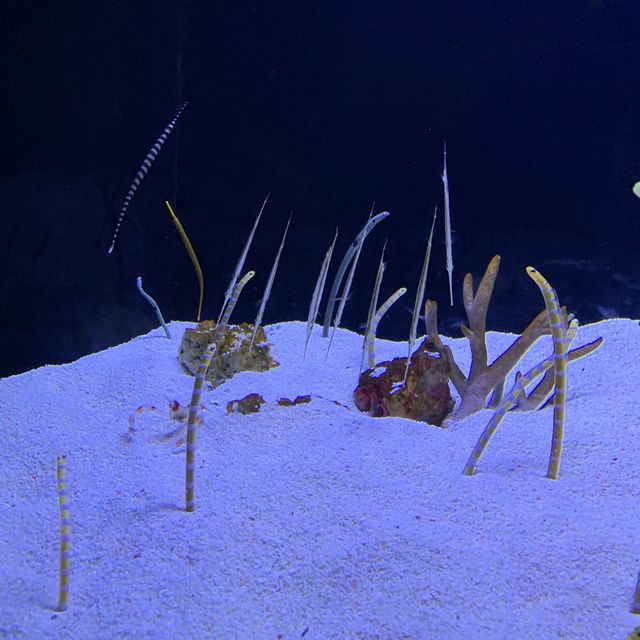 Shanghai ocean aquarium- fun place for kids