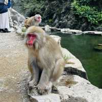 Life’s checklist - Nagano’s Snow Monkey Park