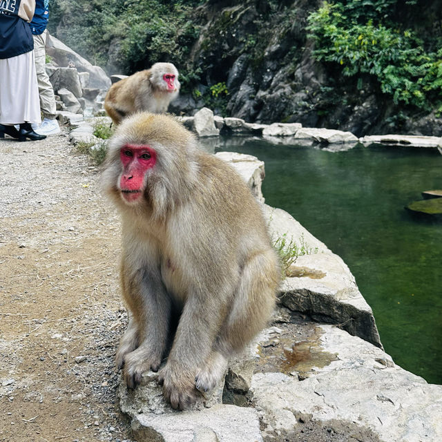 Life’s checklist - Nagano’s Snow Monkey Park