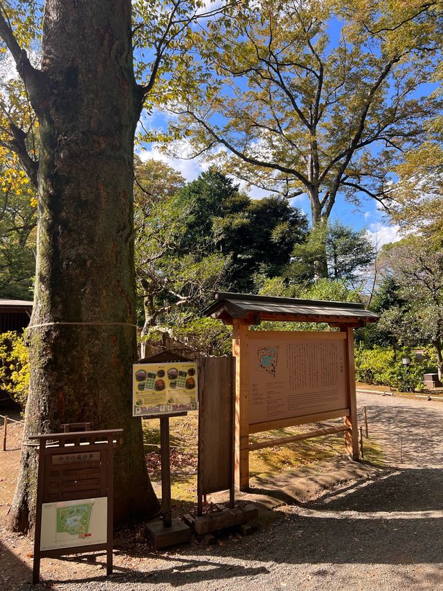 東京【駒込】六義園