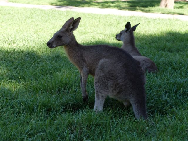 【オーストラリア】カランビン ワイルドライフ サンクチュアリ