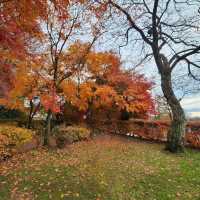 🇯🇵 𝑲𝒂𝒓𝒖𝒊𝒛𝒂𝒘𝒂 𝒊𝒏 𝑨𝒖𝒕𝒖𝒎𝒏 🍂 