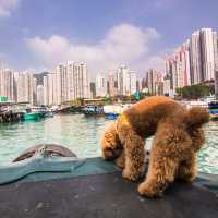 Boat Tour at Ap Lei Chau in Hong Kong