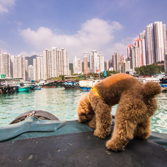 Boat Tour at Ap Lei Chau in Hong Kong