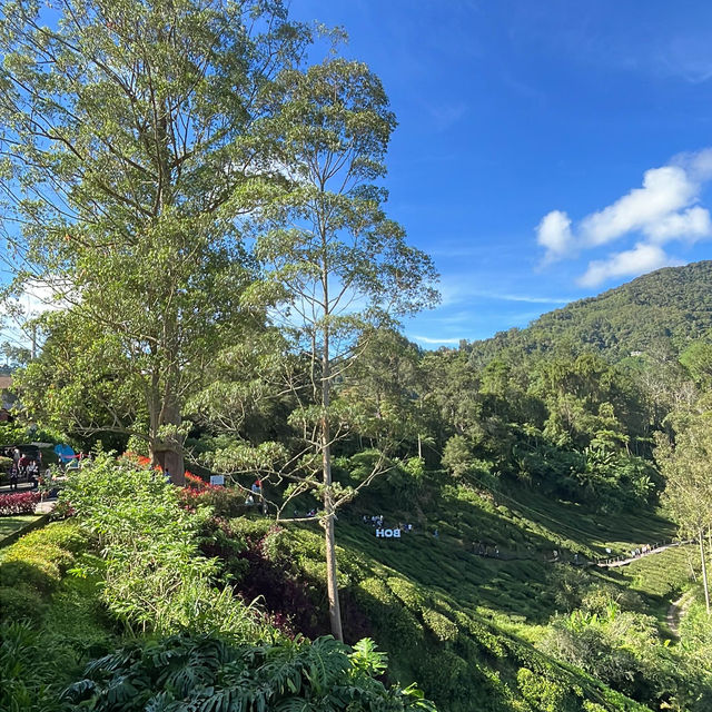 BOH Tea Centre Sungai Palas, Cameron Highland