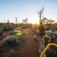 Uluru Sunrise Camel Riding Once in a Lifetime
