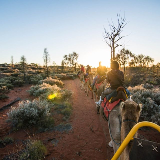 Uluru Sunrise Camel Riding Once in a Lifetime