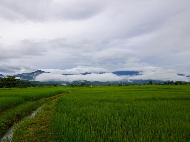 บ้านไม้ปลายนา โฮมสเตย์วิวทุ่งนา  🌾🌾🌾