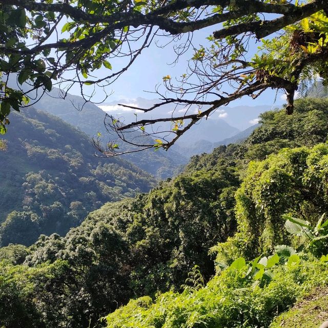 花蓮蝴蝶谷溫泉度假村及富源國家森林遊樂區慢慢遊的享受芬多精之旅。