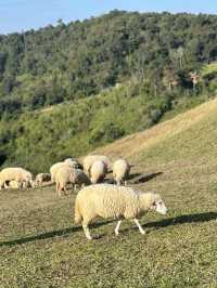 Akha Farmville (ดอยช้าง)