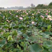 Yamuna Biodiversity 🏞️🌄 Park