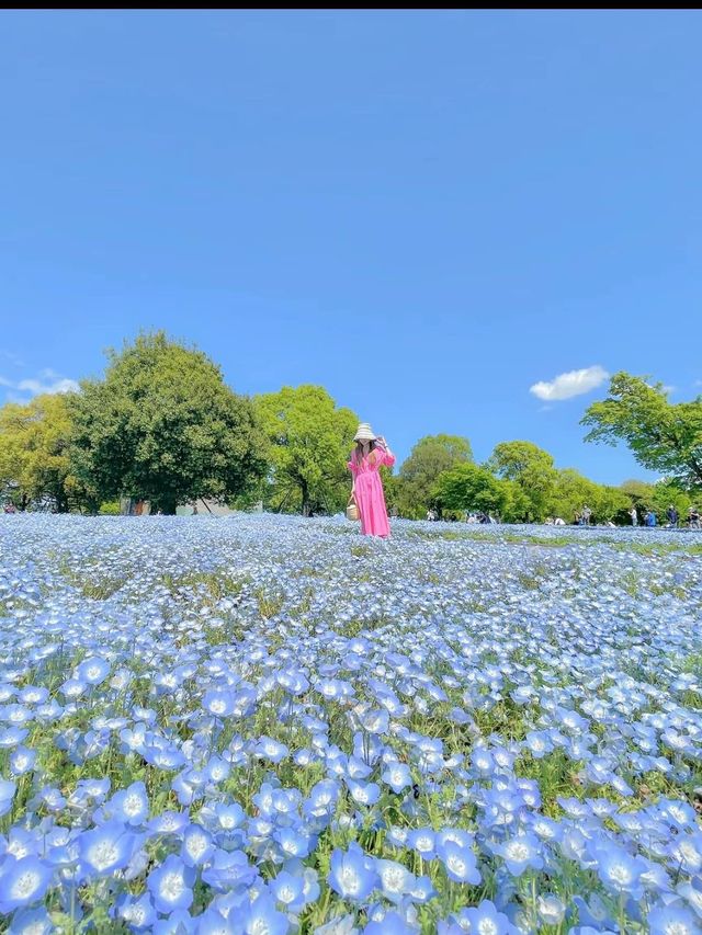 東京で絶景ネモフィラ！無料で楽しめる！舎人公園