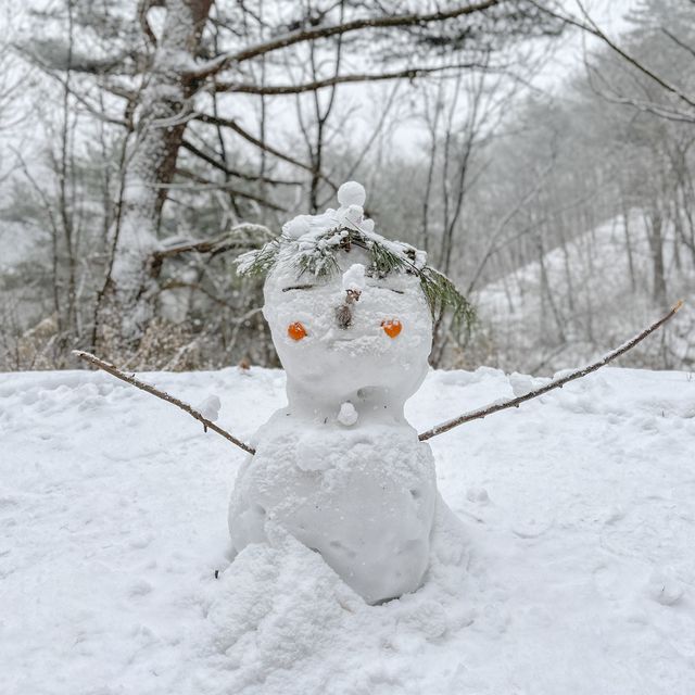 눈꽃여행의 진수, 인제 자작나무