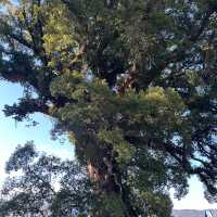 300-years old tree in Kumamoto,Japan