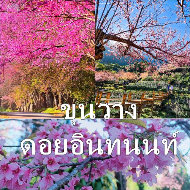 "ถนนสีชมพู" ณ ขุนวาง-ดอยอินทนนท์