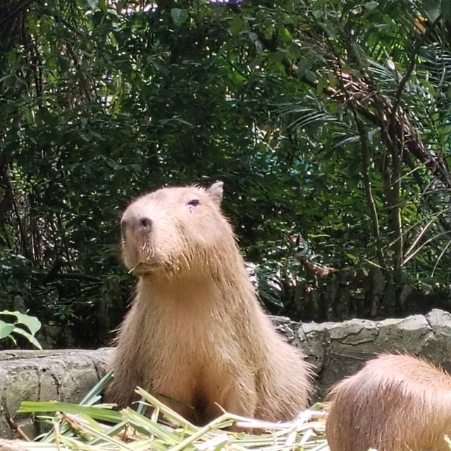 meet the Capybara!!
