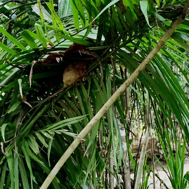 Tarsiers in Bohol! 