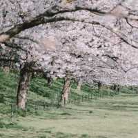 【埼玉】圧巻！1kmの桜並木🌸「県営権現堂公園」