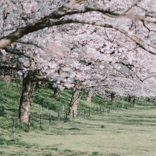 【埼玉】圧巻！1kmの桜並木🌸「県営権現堂公園」