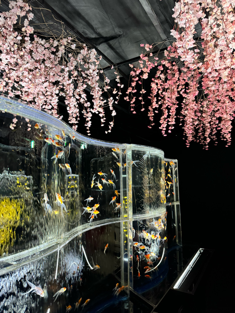 東京(銀座)】3月1日から「めっちゃ桜2024」が開催🌸金魚と桜に囲まれる