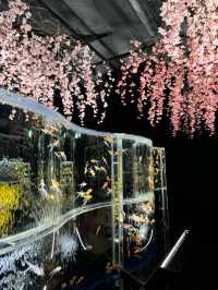 【東京(銀座)】3月1日から「めっちゃ桜2024」が開催🌸金魚と桜に囲まれる、春に行きたいスポット