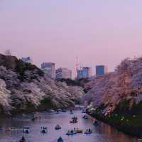 Japan Riverside Sakura Serenity