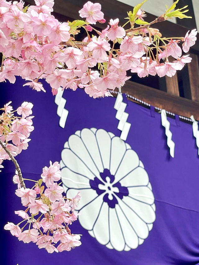【東京大神宮/東京都】春になると河津桜を設置
