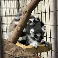 【デートにもオススメ】静岡 伊豆 伊豆シャボテン動物公園 ゼロ距離で触れ合える可愛い動物たちと多肉植物