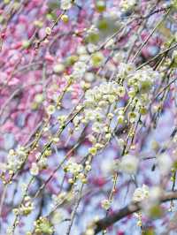  【三重】一度は見たい春の絶景！展望台から見渡せる梅🌸 
