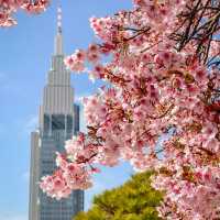「汐入公園」櫻花的身心洗禮