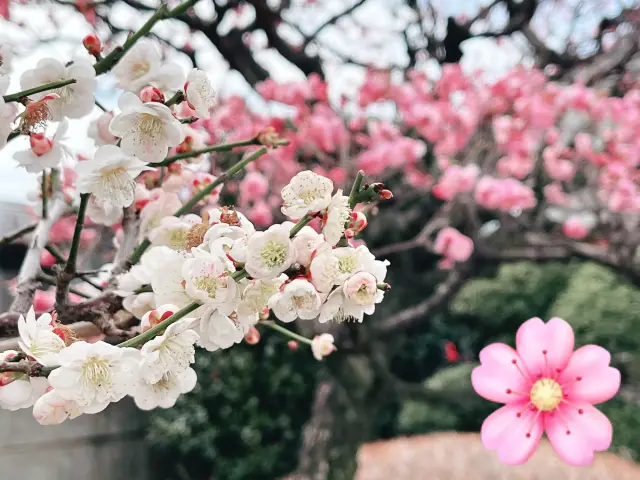 🌸東京周邊 - 川越喜多院賞櫻🌸