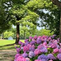 【臺北景點】花博公園繡球花海，洗滌身心疲憊
