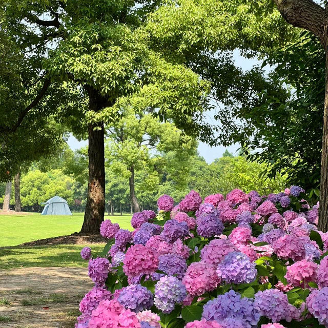 【臺北景點】花博公園繡球花海，洗滌身心疲憊