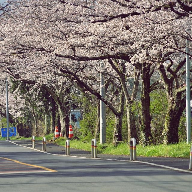 🌸 비밀의 벚꽃 길, 오라골프장입구에서의 봄날 산책