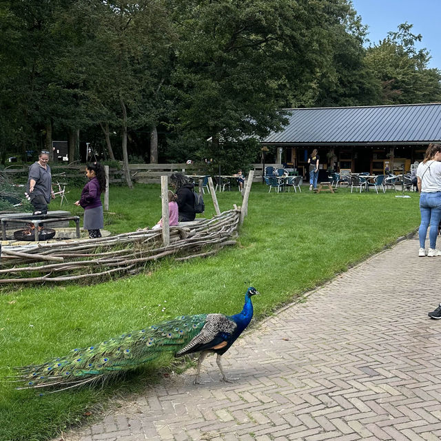 Reconnect with nature in Delft
