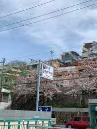 부산 벚꽃 명소 닥밭골벽화 마을 