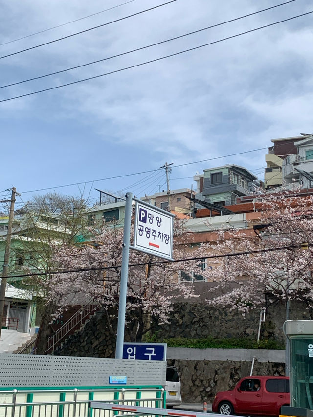 부산 벚꽃 명소 닥밭골벽화 마을 