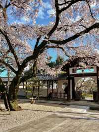 【愛知】名古屋市内でひと足早く桜しだれ桜が咲くお寺