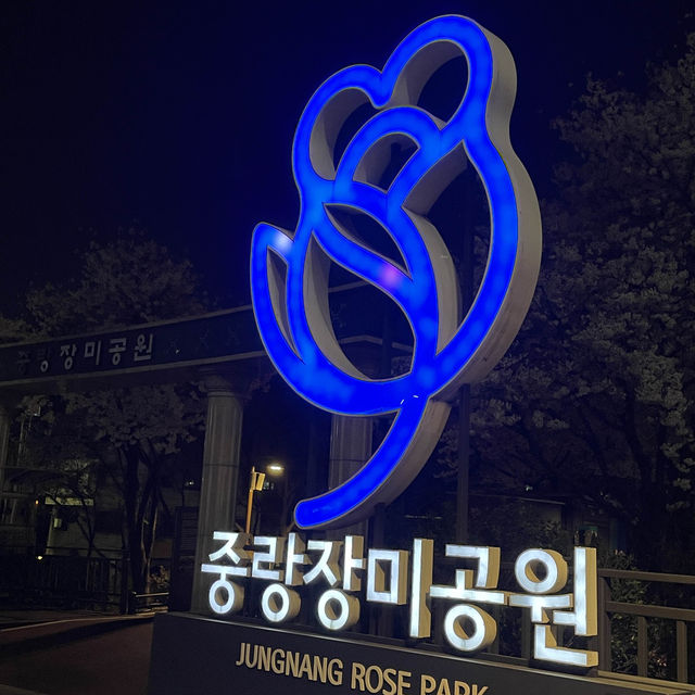 한산한 벚꽃 구경 스팟 추천 중랑장미공원💕