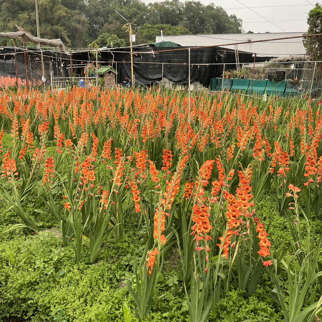 元朗信芯園：向日葵花海，搭76K巴士至石湖圍站