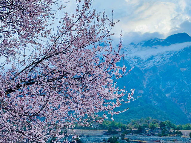 Encountering cherry blossoms the villages.