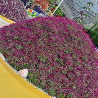 Flowers in Cameron Highlands. 