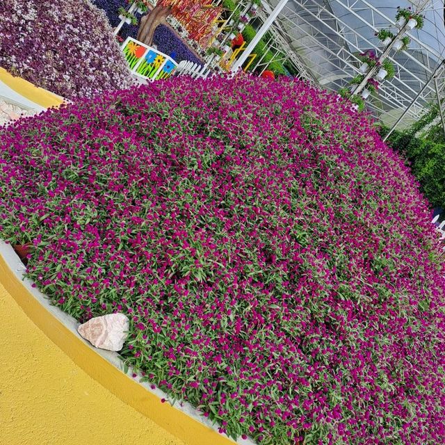 Flowers in Cameron Highlands. 