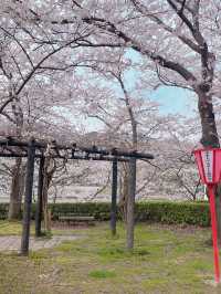【鳥取　境港】灯台と桜が一緒に楽しめる公園