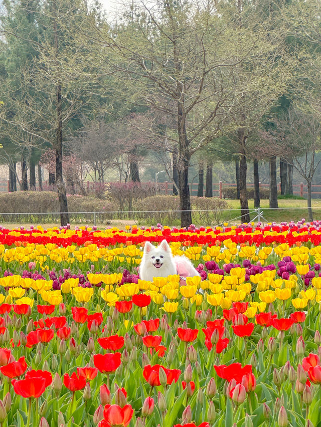 실시간 튤립으로 가득한 청주🌷💖