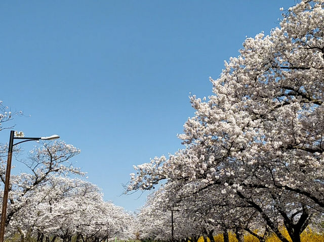 Bomun District Cherry Blossom Road