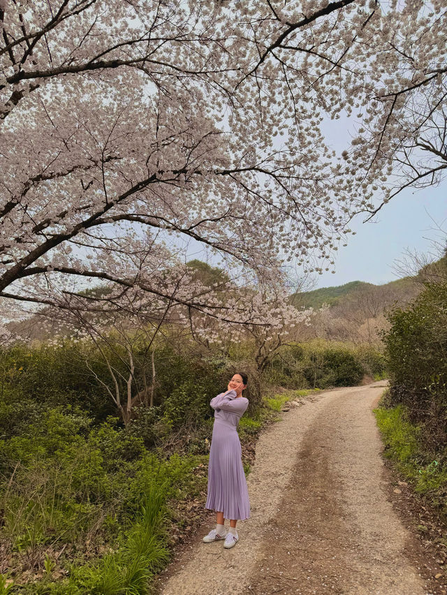 곳곳에 분홍빛이 가득한 경남 하동 벚꽃여행🌸